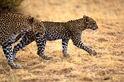 Leopard with cub Samburu Kenya